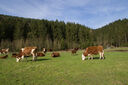 Dateiname=DSC03204.jpg
Dateigröße=1228KB
Abmessungen: 2647x1759
hinzugefügt am: 15. März 2020 DSC03204.jpg